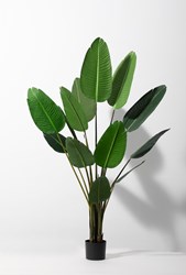 Изображение Декор Растение